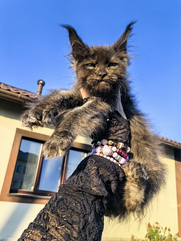 Nora Nyx Akbars (polydactyl) - Kitten maine-coon 2 months