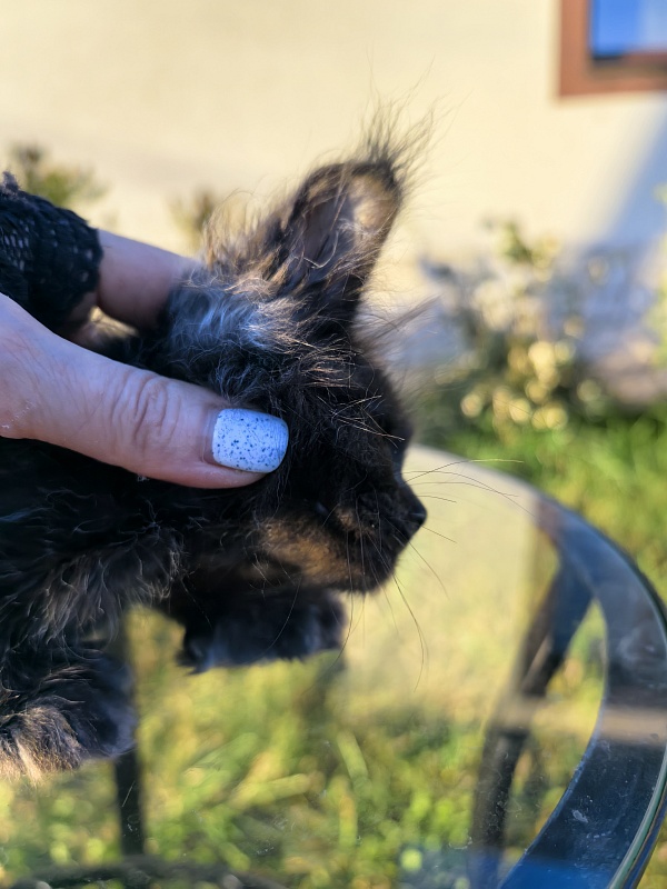 Nora Nyx Akbars (polydactyl) - Kitten maine-coon 2 months