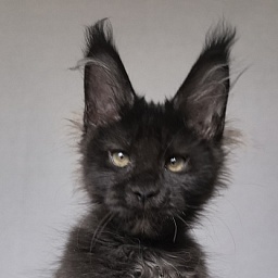 Titan Thor Akbars (polydactyl)