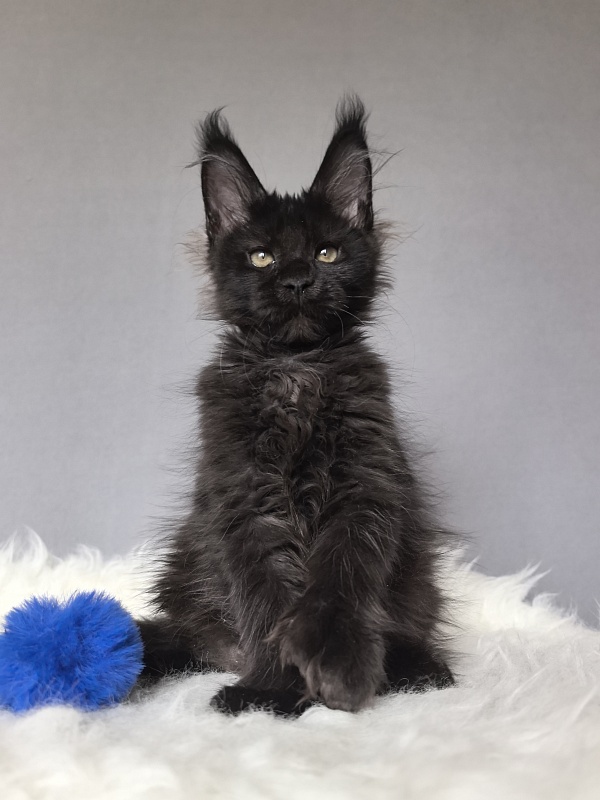 Titan Thor Akbars (polydactyl) - Kitten maine-coon 2 months 3 weeks
