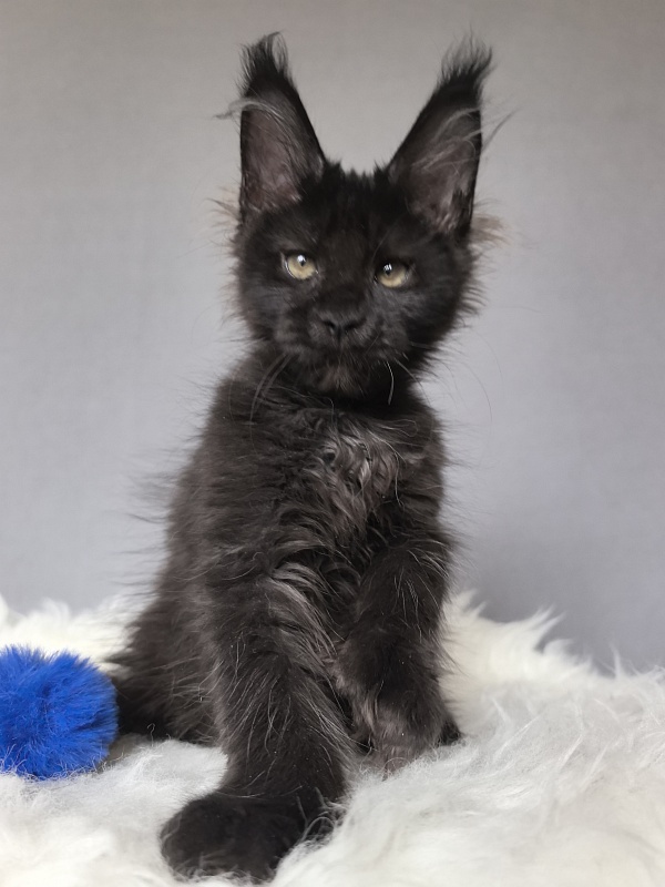 Titan Thor Akbars (polydactyl) - Kitten maine-coon 2 months 3 weeks