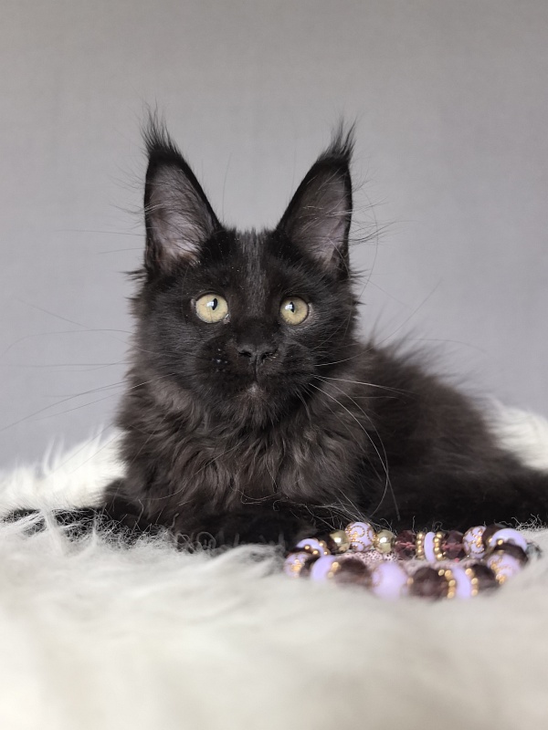 Tundra Tessa Akbars ( polydactyl) - Kitten maine-coon 2 months 3 weeks
