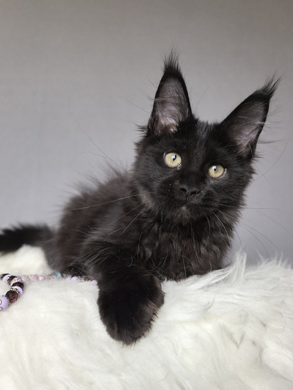 Tundra Tessa Akbars ( polydactyl) - Kitten maine-coon 2 months 3 weeks