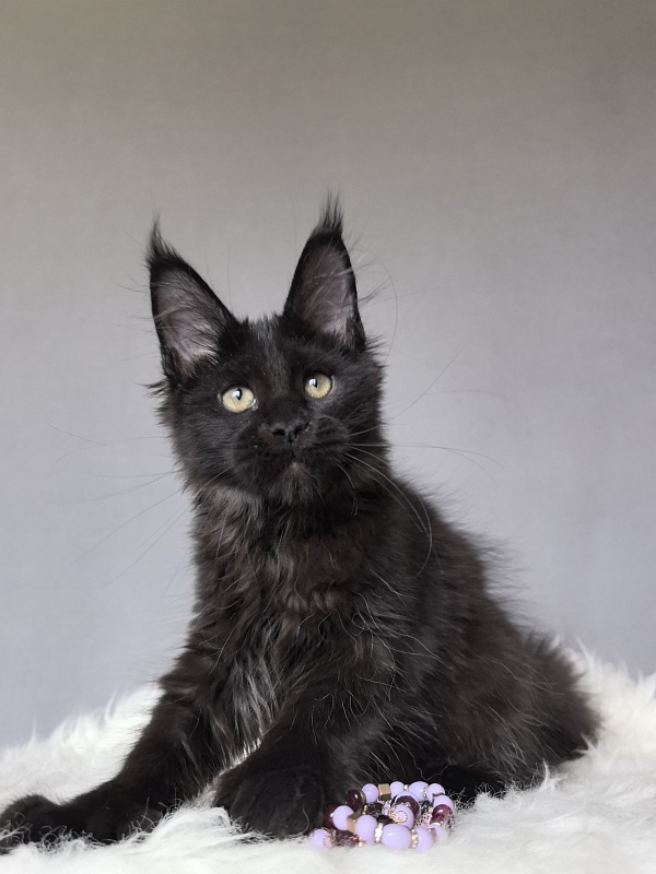 Tundra Tessa Akbars ( polydactyl) - Kitten maine-coon 2 months 3 weeks