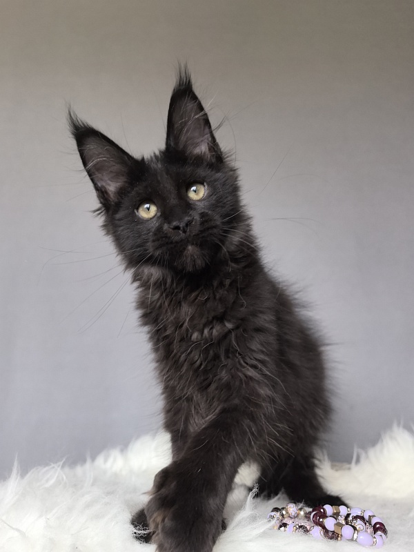 Tundra Tessa Akbars ( polydactyl) - Kitten maine-coon 2 months 3 weeks