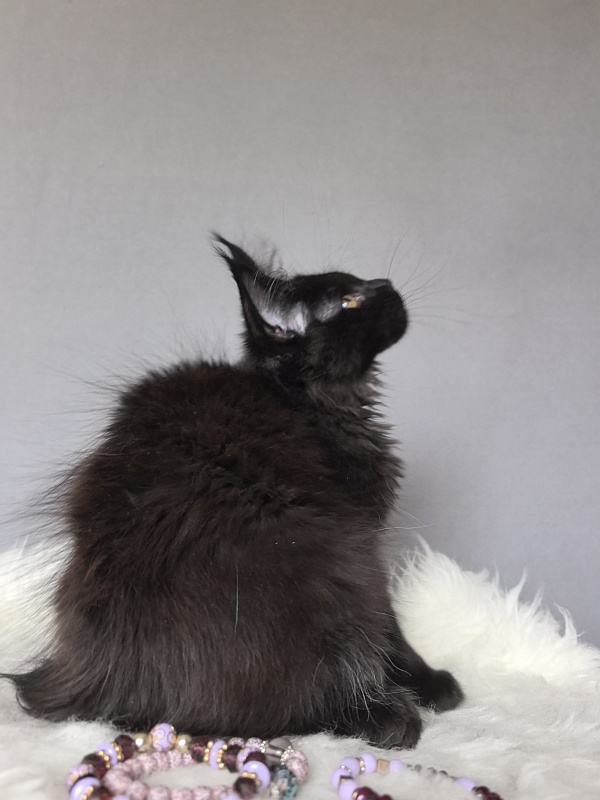 Tundra Tessa Akbars ( polydactyl) - Kitten maine-coon 2 months 3 weeks