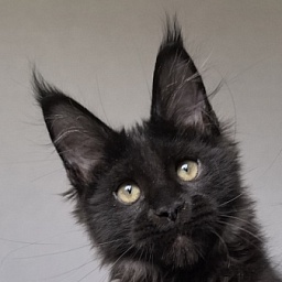 Tundra Tessa Akbars ( polydactyl)