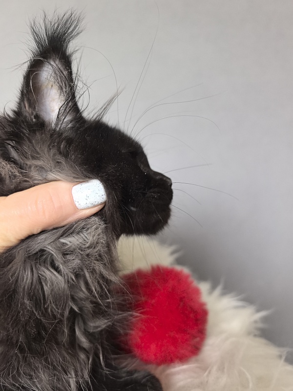 Taiga Trixie Akbars (polydactyl) - Kitten maine-coon 2 months 3 weeks