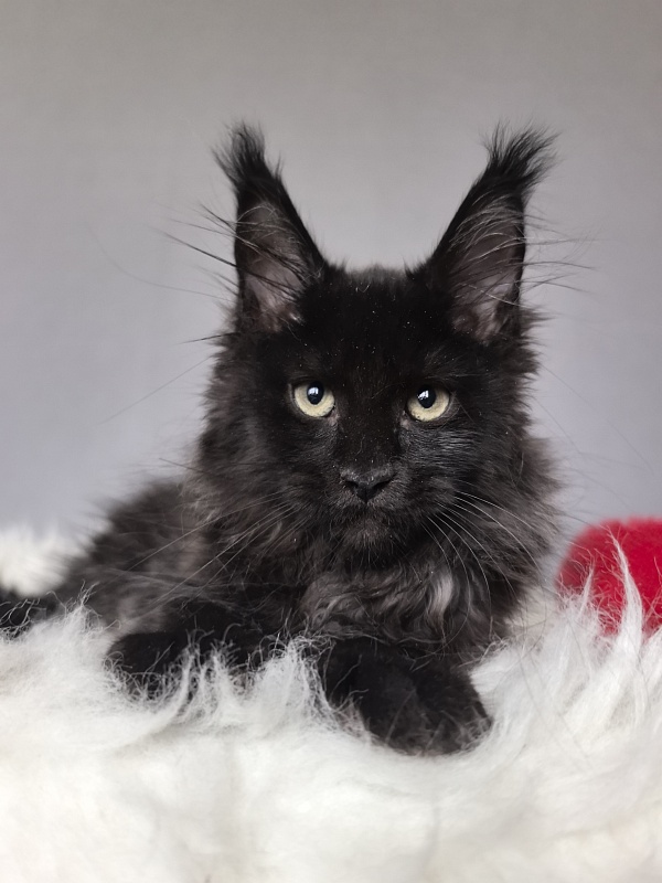 Taiga Trixie Akbars (polydactyl) - Kitten maine-coon 2 months 3 weeks