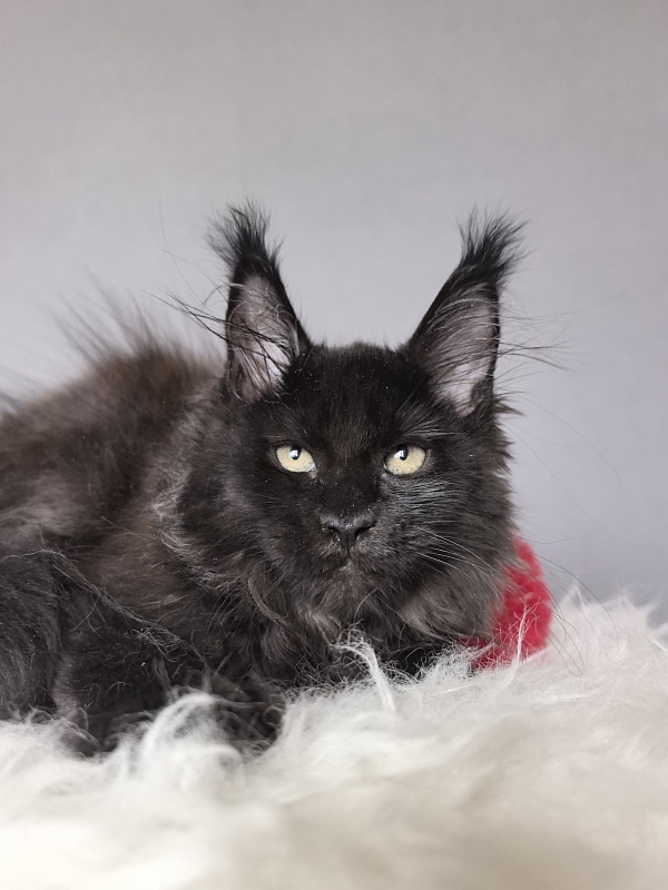 Taiga Trixie Akbars (polydactyl) - Kitten maine-coon 2 months 3 weeks