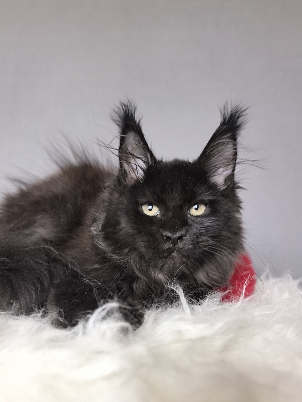 Taiga Trixie Akbars (polydactyl) - Kitten maine-coon 2 months 3 weeks