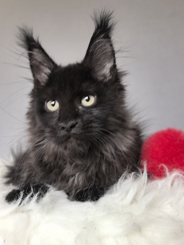 Taiga Trixie Akbars (polydactyl) - Kitten maine-coon 2 months 3 weeks