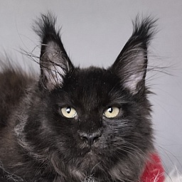 Taiga Trixie Akbars (polydactyl)