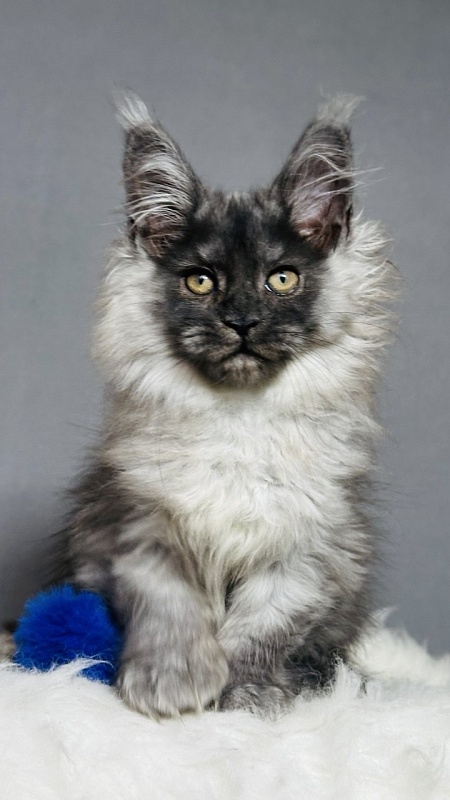 Urban Maxwell Akbars (polydactyl) - Kitten maine-coon 2 months 3 weeks