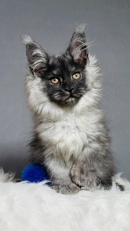 Urban Maxwell Akbars (polydactyl) - Kitten maine-coon 2 months 3 weeks