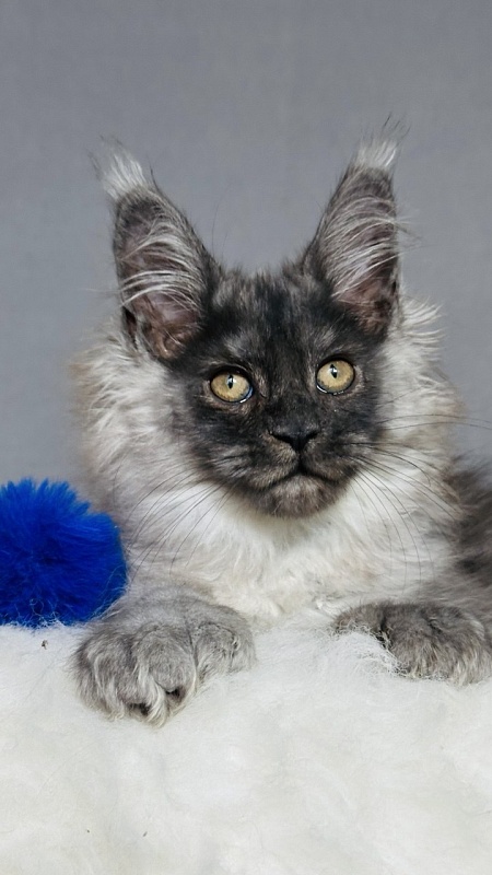 Urban Maxwell Akbars (polydactyl) - Kitten maine-coon 2 months 3 weeks