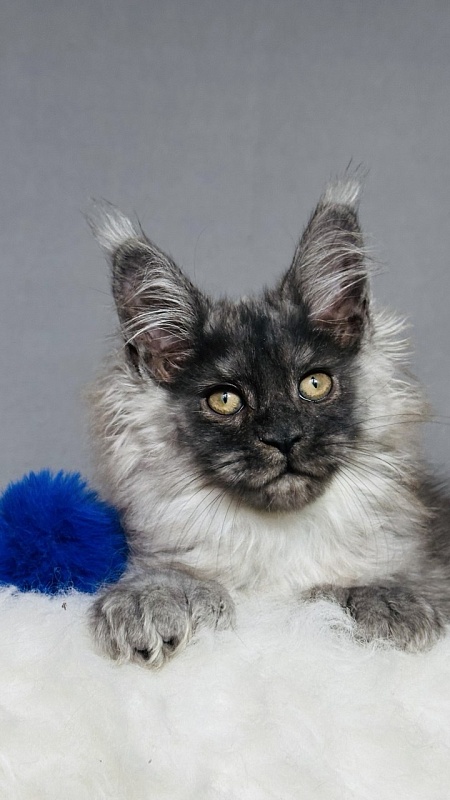 Urban Maxwell Akbars (polydactyl) - Kitten maine-coon 2 months 3 weeks