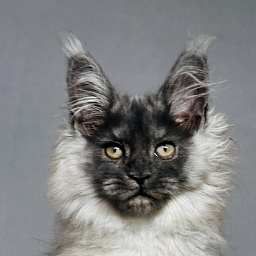 Urban Maxwell Akbars (polydactyl)