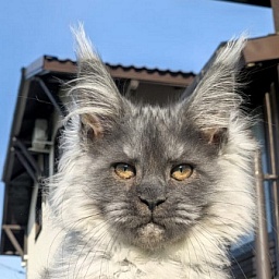 Urban Maxwell Akbars (polydactyl)