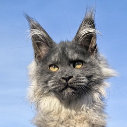 Ursula Beatrice Akbars(polydactyl)