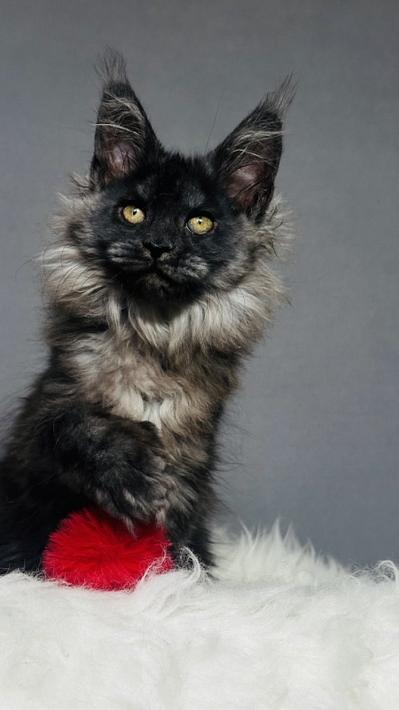 Ursula Beatrice Akbars(polydactyl) - Kitten maine-coon 2 months 2.5 weeks