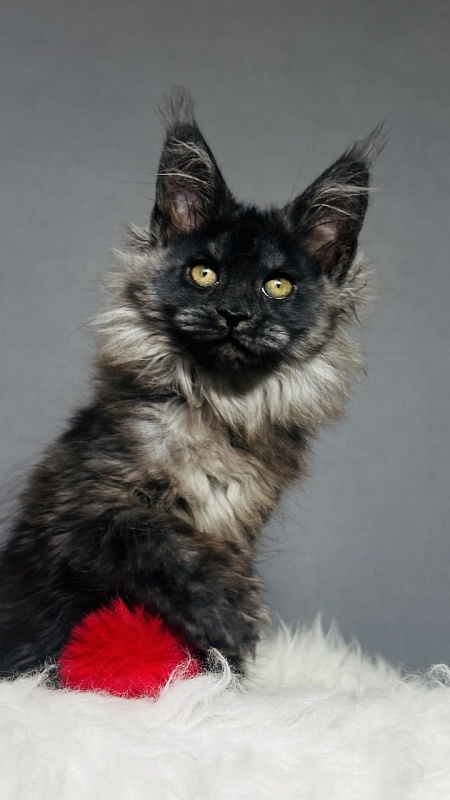 Ursula Beatrice Akbars(polydactyl) - Kitten maine-coon 2 months 2.5 weeks