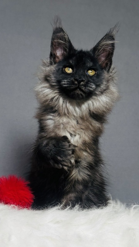Ursula Beatrice Akbars(polydactyl) - Kitten maine-coon 2 months 2.5 weeks