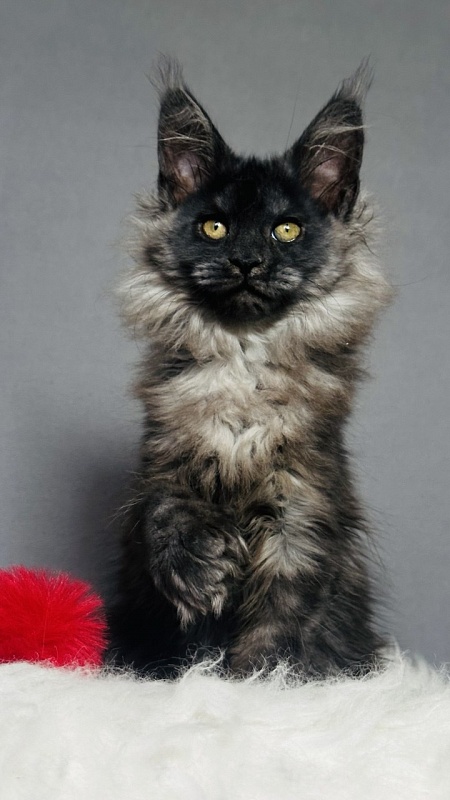 Ursula Beatrice Akbars(polydactyl) - Kitten maine-coon 2 months 2.5 weeks