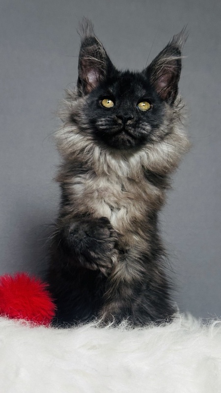 Ursula Beatrice Akbars(polydactyl) - Kitten maine-coon 2 months 2.5 weeks