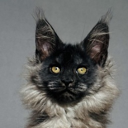 Ursula Beatrice Akbars(polydactyl)