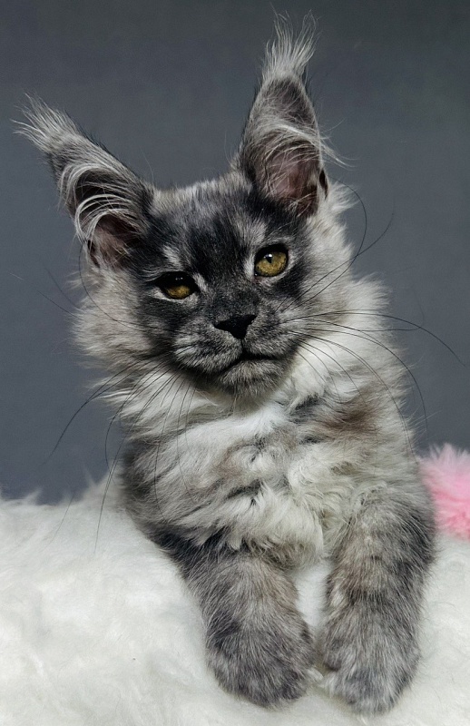 Viki  Akbars - Kitten maine-coon 2 months 2.5 weeks