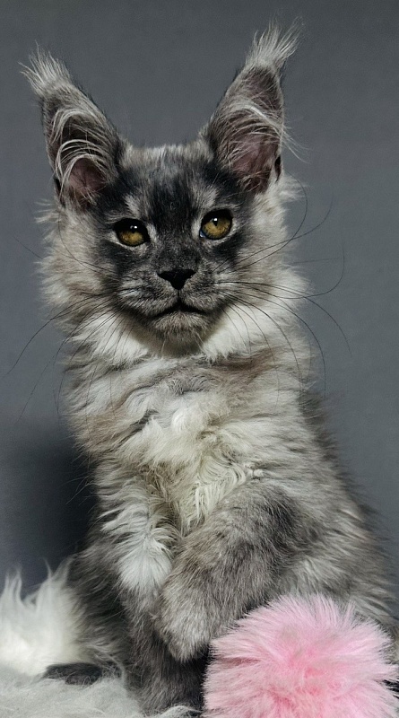 Viki  Akbars - Kitten maine-coon 2 months 2.5 weeks