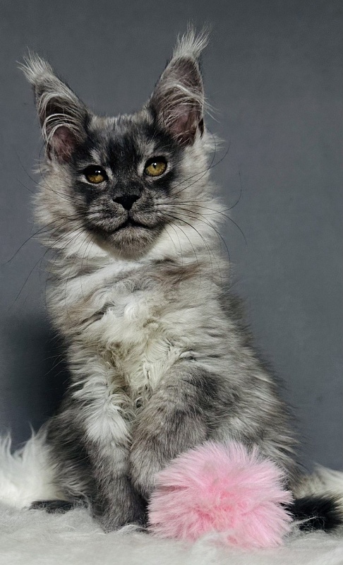 Viki  Akbars - Kitten maine-coon 2 months 2.5 weeks