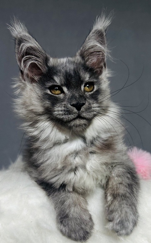 Viki  Akbars - Kitten maine-coon 2 months 2.5 weeks