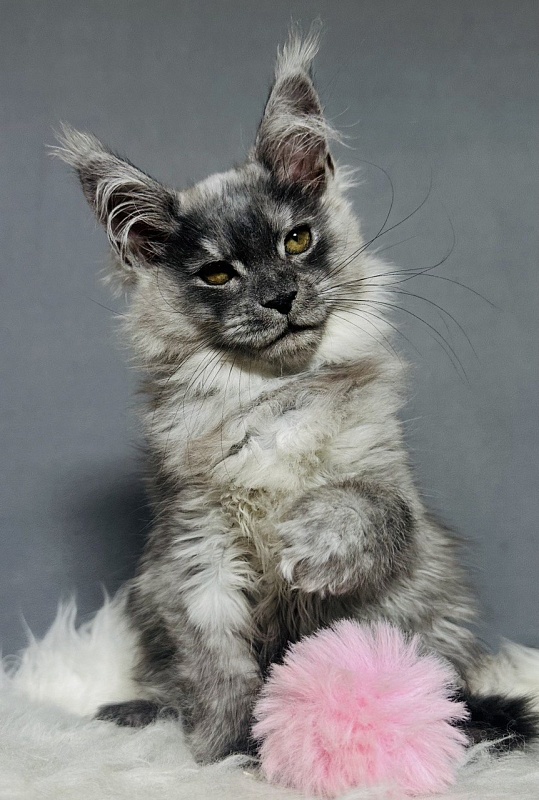 Viki  Akbars - Kitten maine-coon 2 months 2.5 weeks