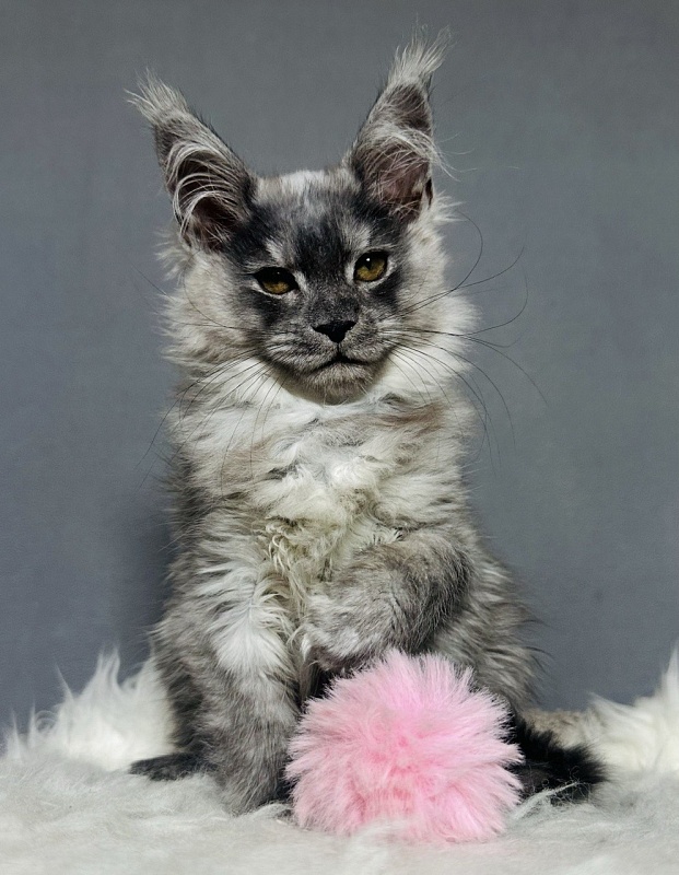 Viki  Akbars - Kitten maine-coon 2 months 2.5 weeks