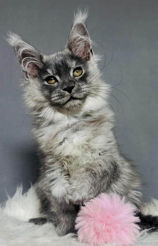 Viki  Akbars - Kitten maine-coon 2 months 2.5 weeks