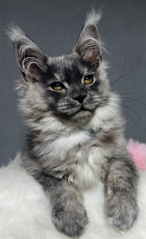 Viki  Akbars - Kitten maine-coon 2 months 2.5 weeks