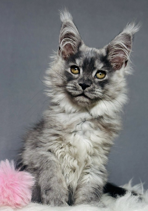 Viki  Akbars - Kitten maine-coon 2 months 2.5 weeks