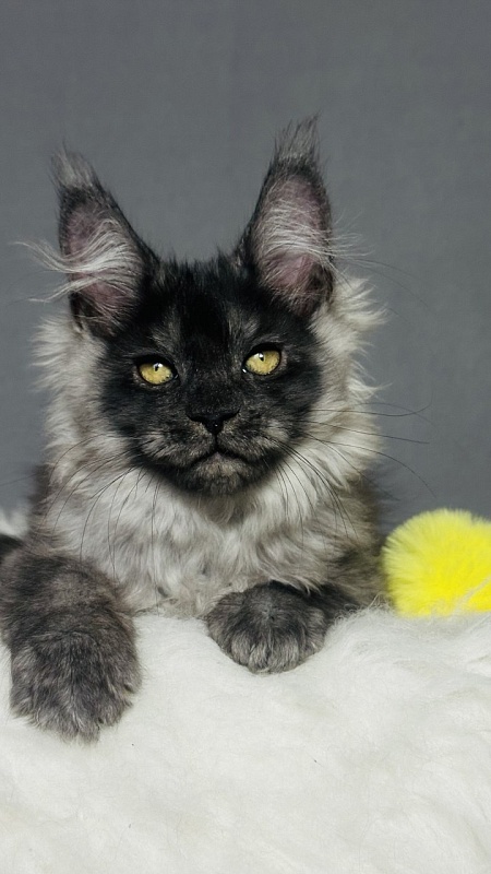 Val Kate Akbars - Kitten maine-coon 2 months 2.5 weeks
