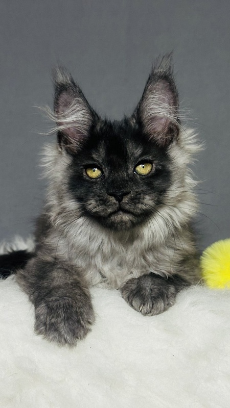 Val Kate Akbars - Kitten maine-coon 2 months 2.5 weeks