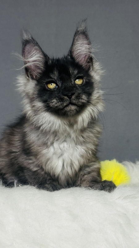 Val Kate Akbars - Kitten maine-coon 2 months 2.5 weeks