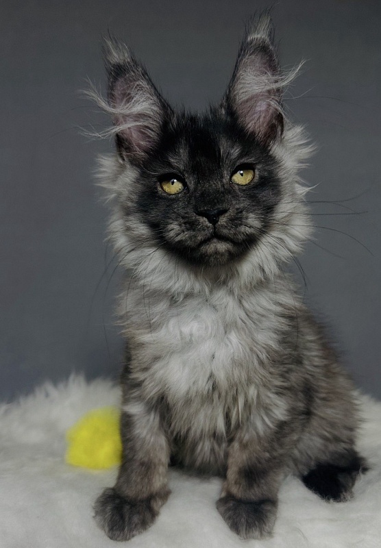 Val Kate Akbars - Kitten maine-coon 2 months 2.5 weeks