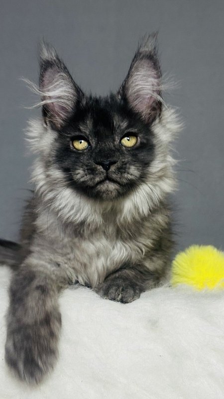 Val Kate Akbars - Kitten maine-coon 2 months 2.5 weeks