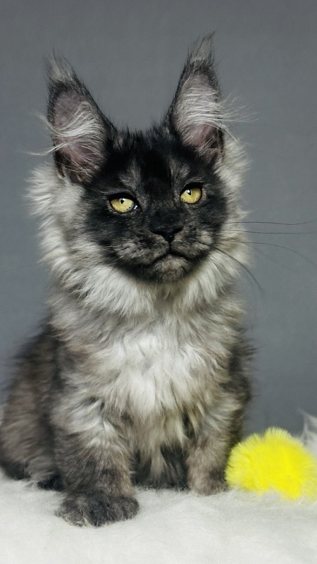 Val Kate Akbars - Kitten maine-coon 2 months 2.5 weeks