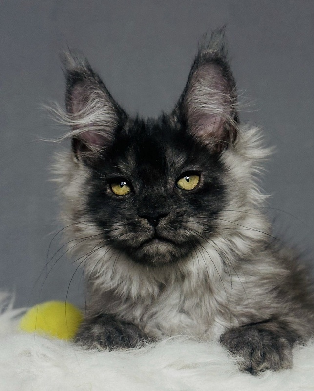 Val Kate Akbars - Kitten maine-coon 2 months 2.5 weeks