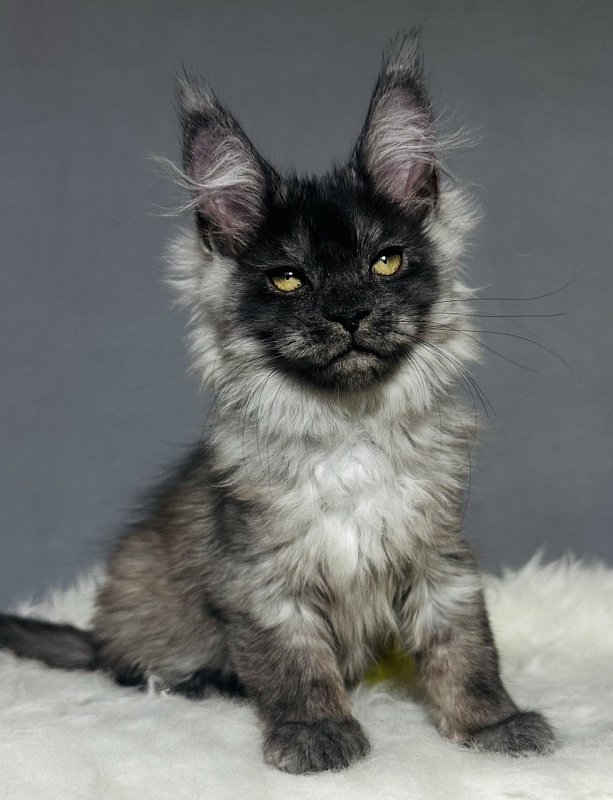 Val Kate Akbars - Kitten maine-coon 2 months 2.5 weeks
