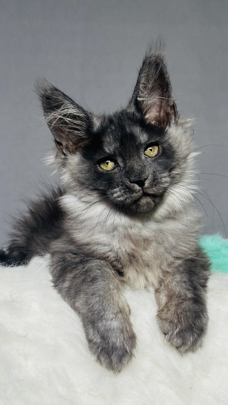Vera Beth Akbars - Kitten maine-coon 2 months 2.5 weeks