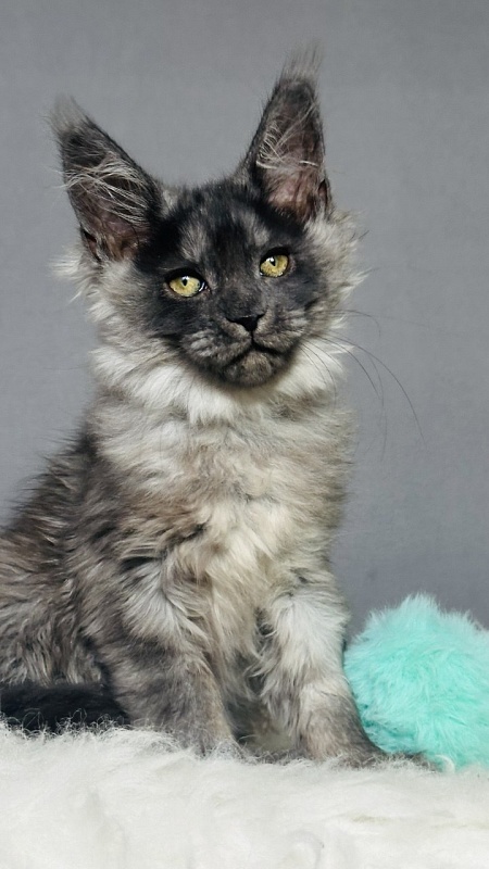 Vera Beth Akbars - Kitten maine-coon 2 months 2.5 weeks