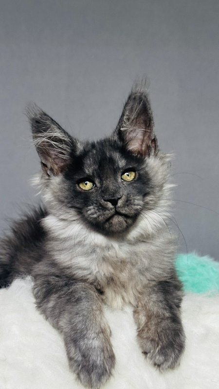 Vera Beth Akbars - Kitten maine-coon 2 months 2.5 weeks